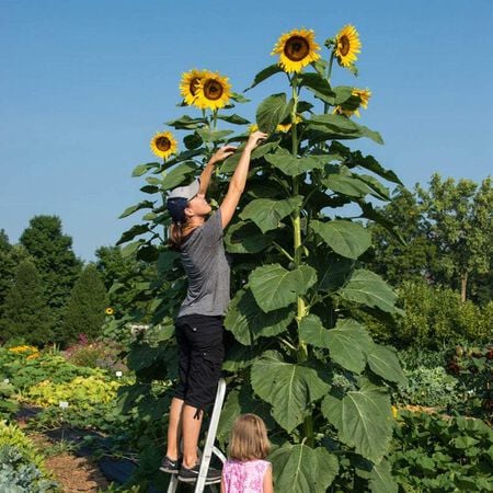 American Giant, (F1) Sunflower Seeds - 25,000 Seeds image number null